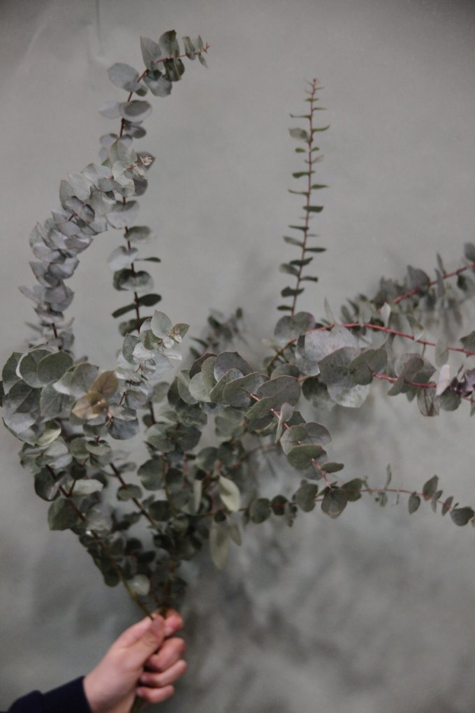 L'eucalyptus photo 5